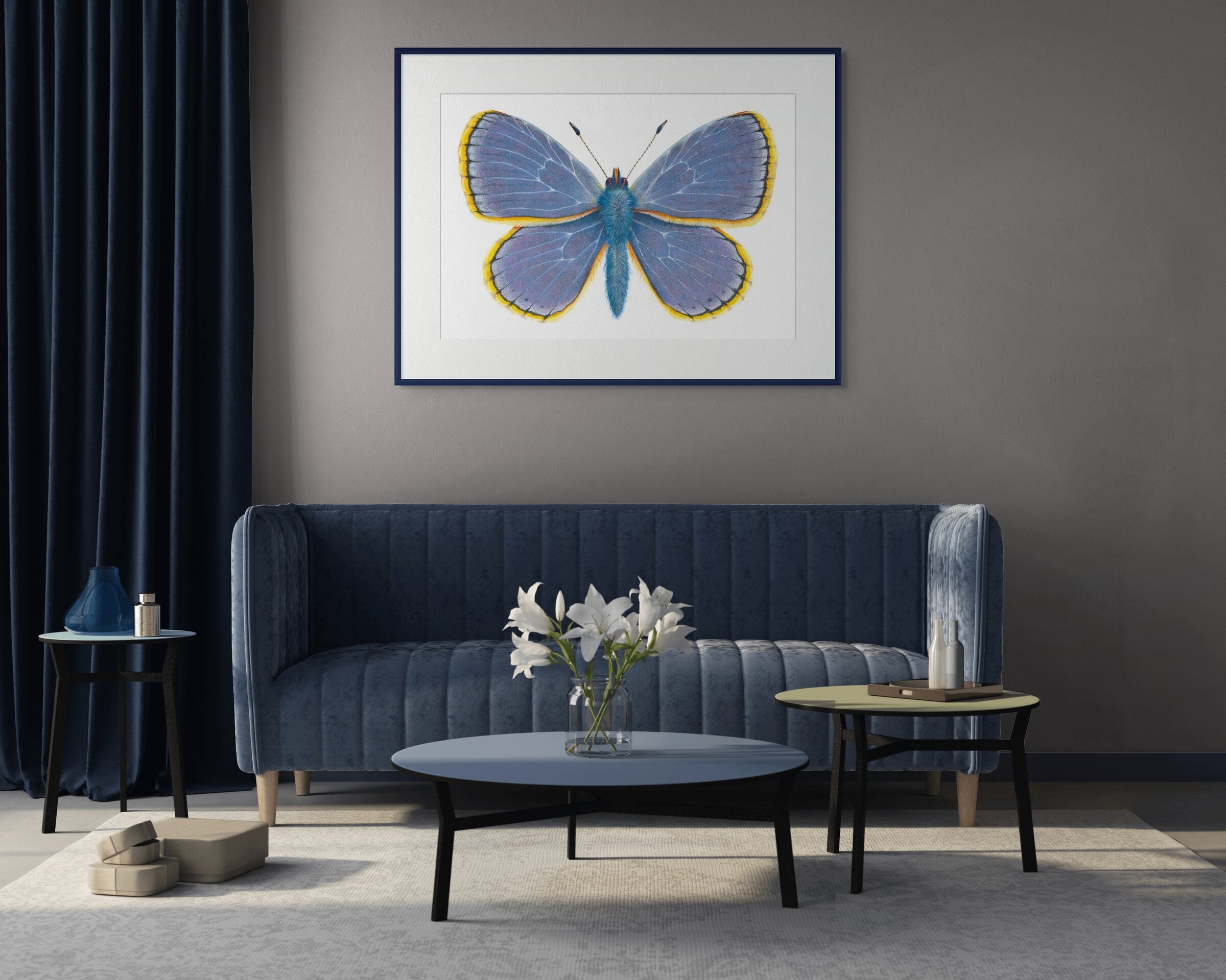 Common Blue Butterfly -  Polyommatus Icarus