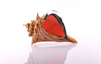 The Beach, Conch Shell