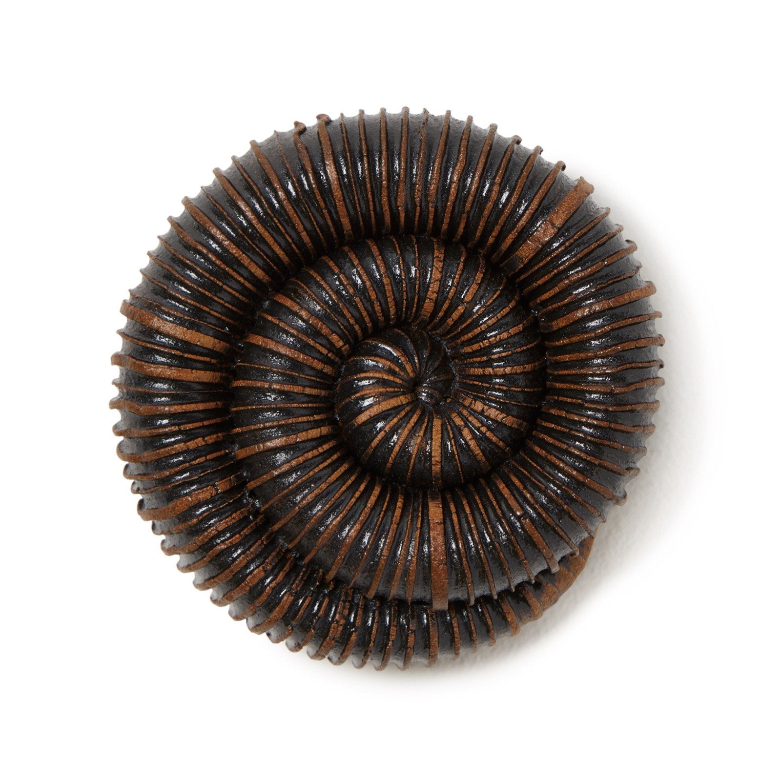 Ceramic Artifacts
