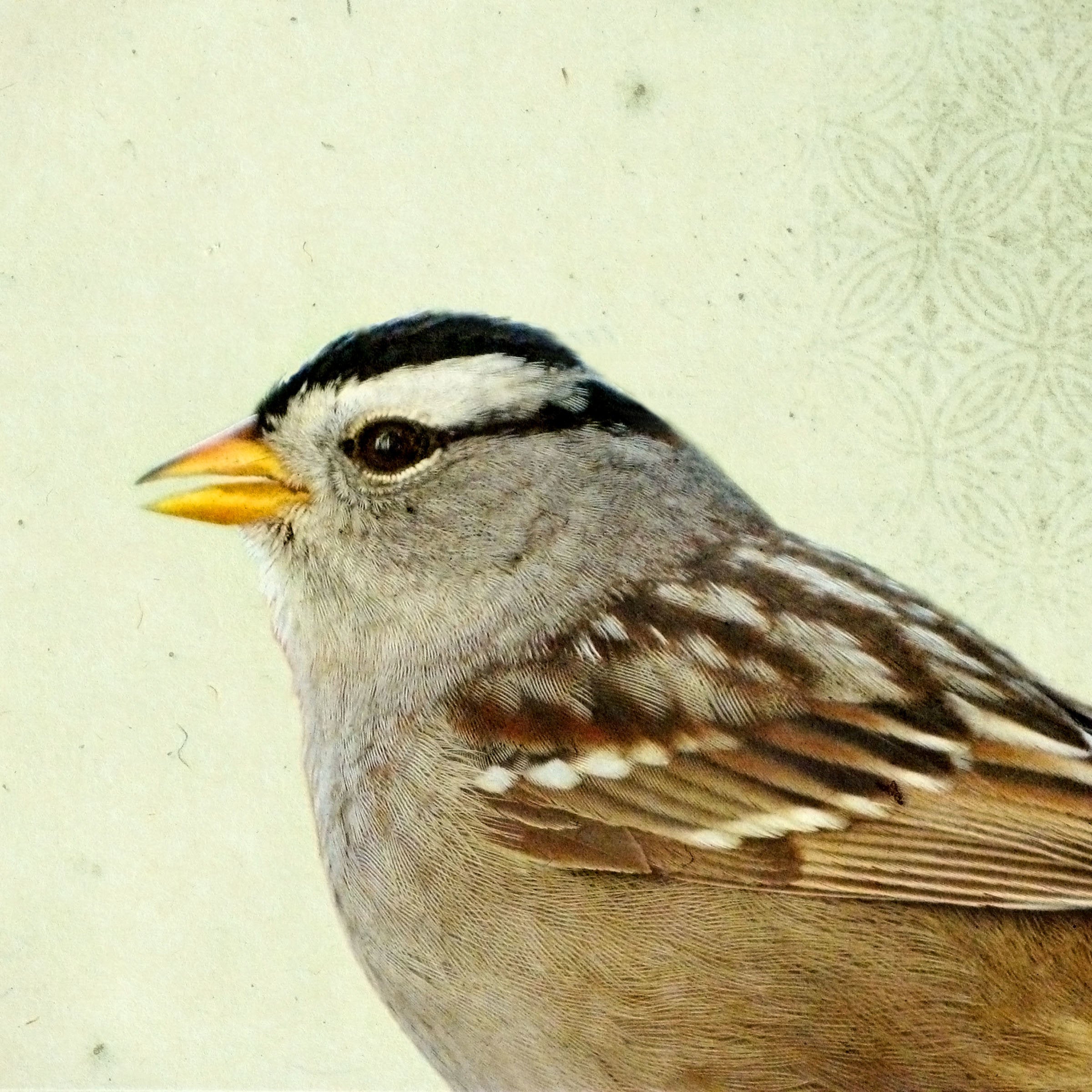Song of a White-Crowned Sparrow