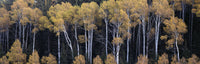 Fall Aspens