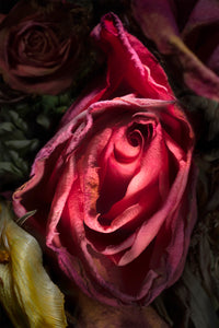 Flower II