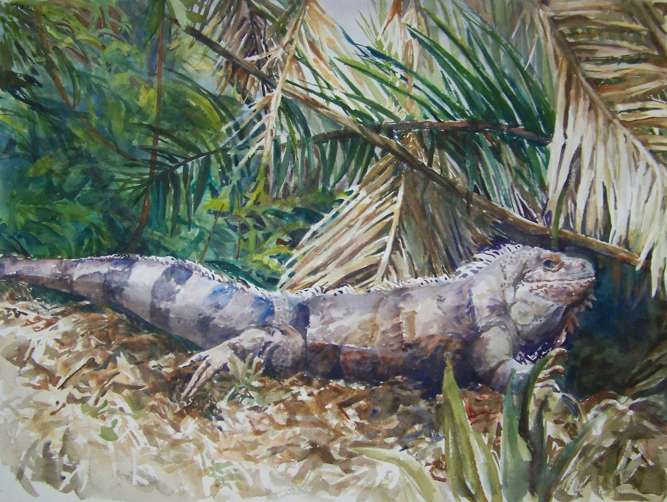 Iguana