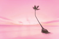 Bavaro Dreams