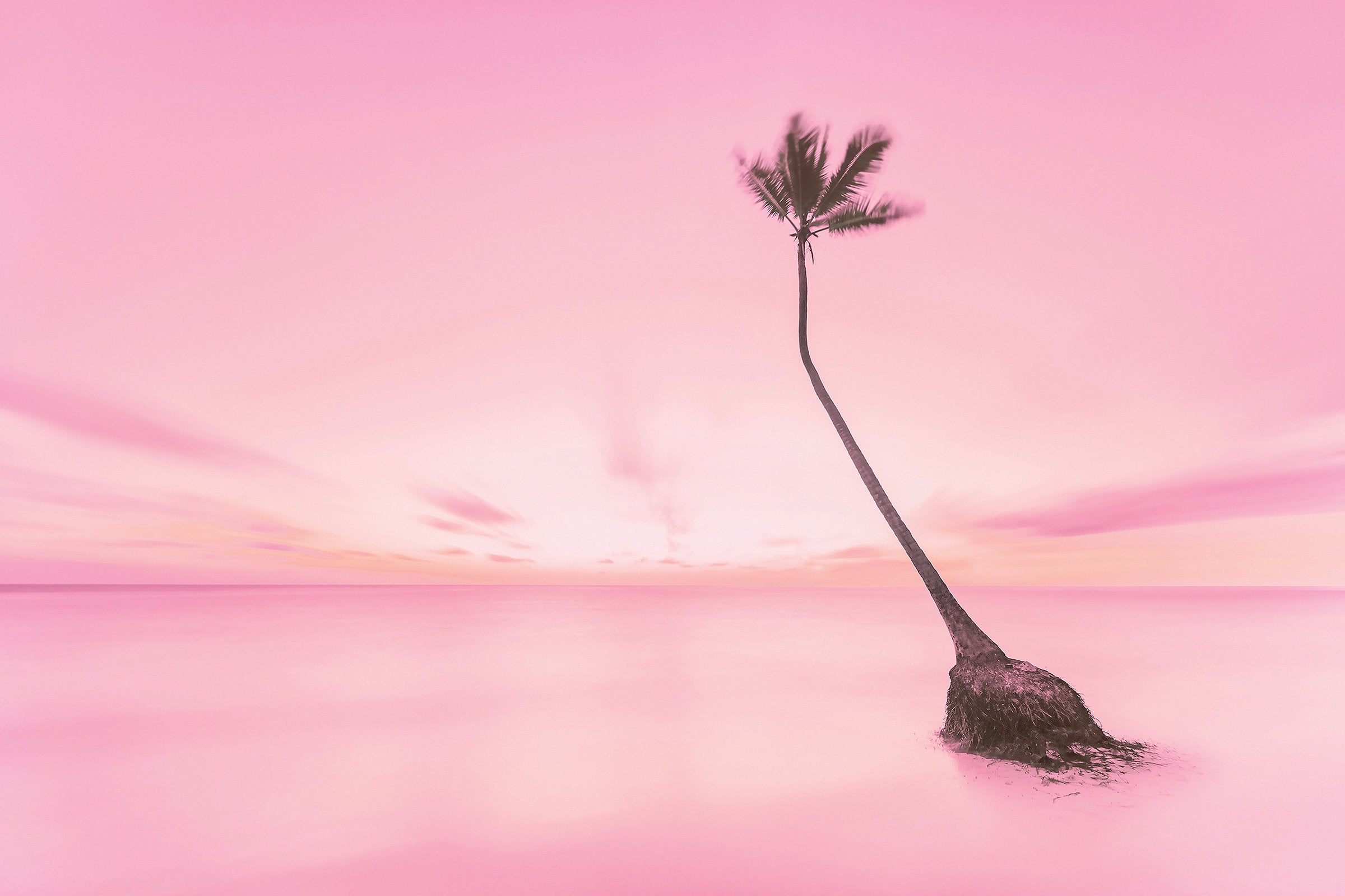 Bavaro Dreams