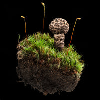 Old Man and His Moss | Photo by Carolyn Thome