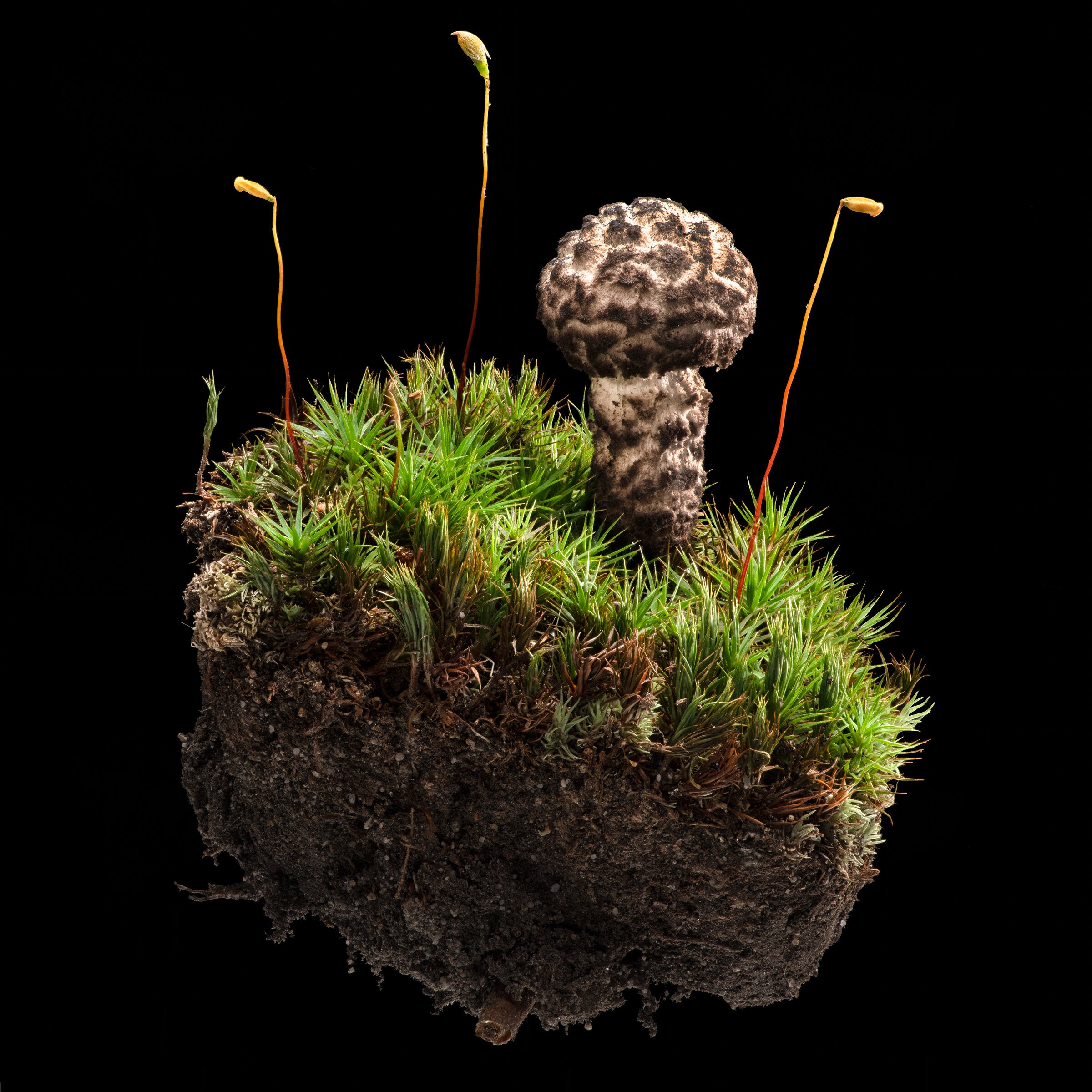 Old Man and His Moss | Photo by Carolyn Thome