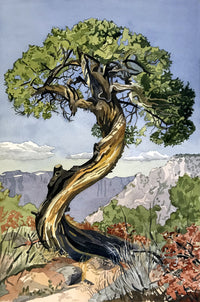 The Old Juniper Tree