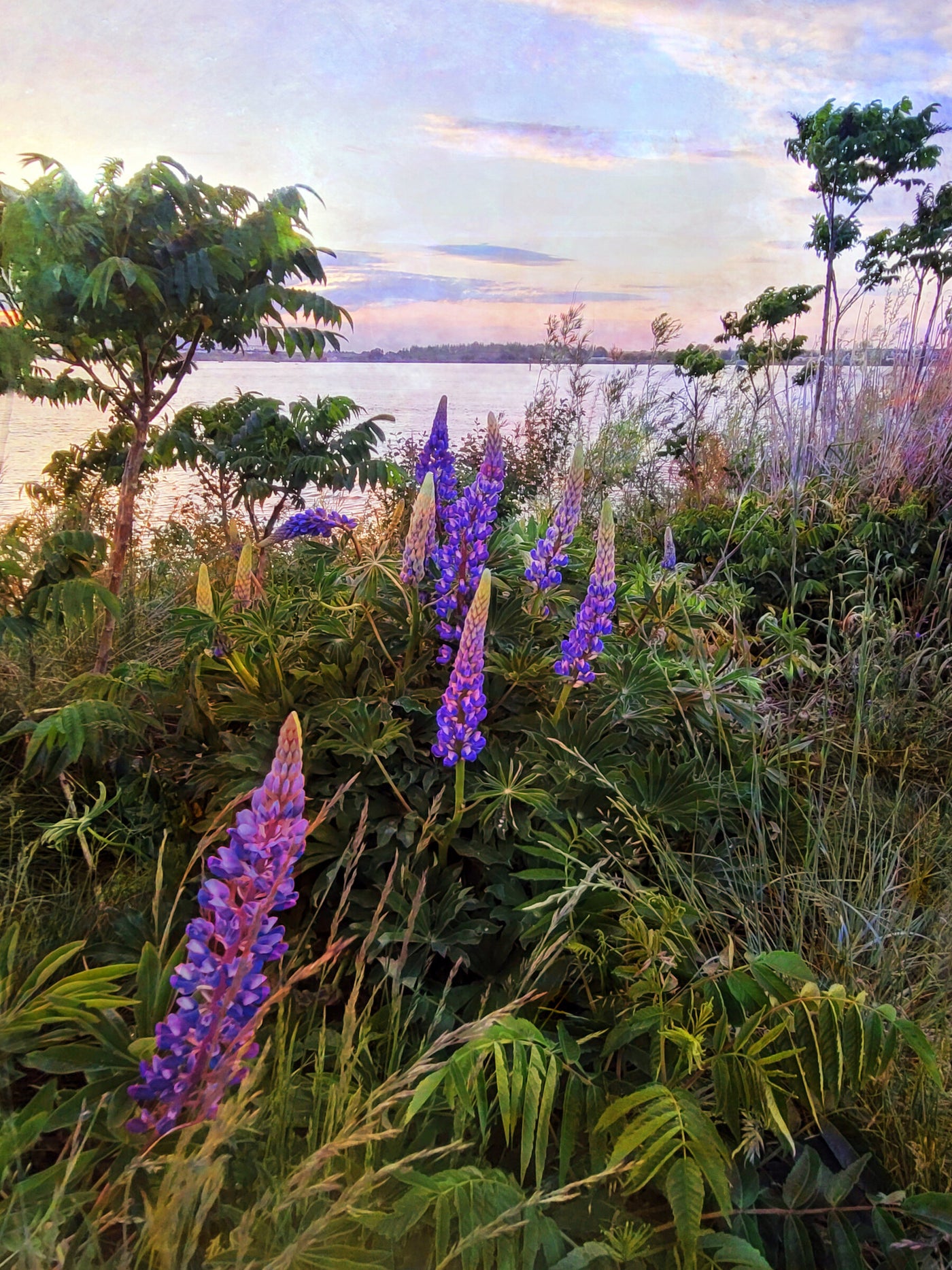 Among the Lupines