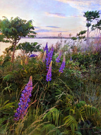 Among the Lupines