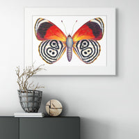 Cramer's 88 Butterfly