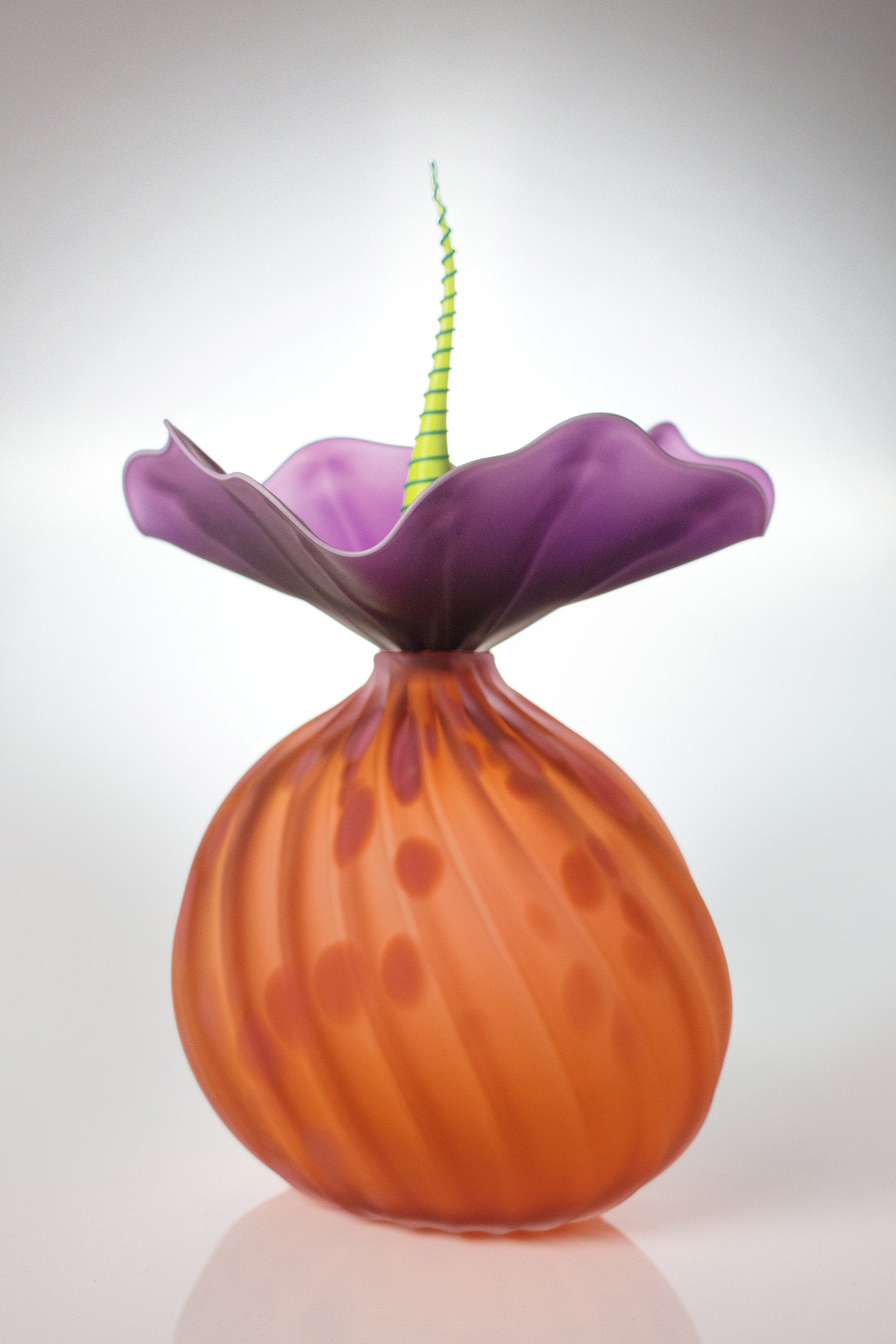 lima apricot