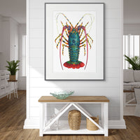 Rainbow Spiny Lobster - Panulirus Ornatus