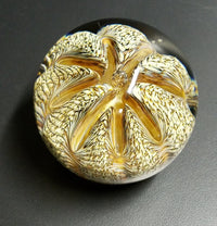 Earthtone Spotted Urchin