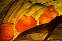 Hosta Leaf III