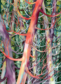 Cedar Dance