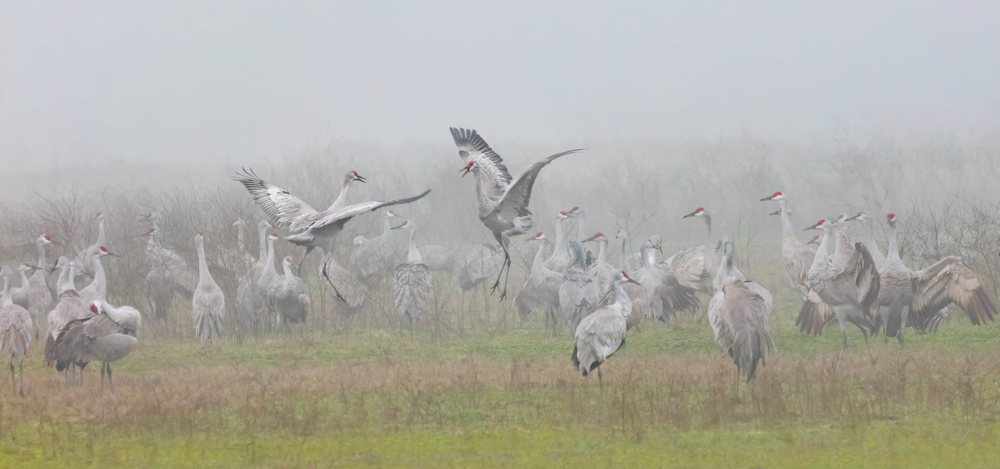 Sandhill Crane Pastoral