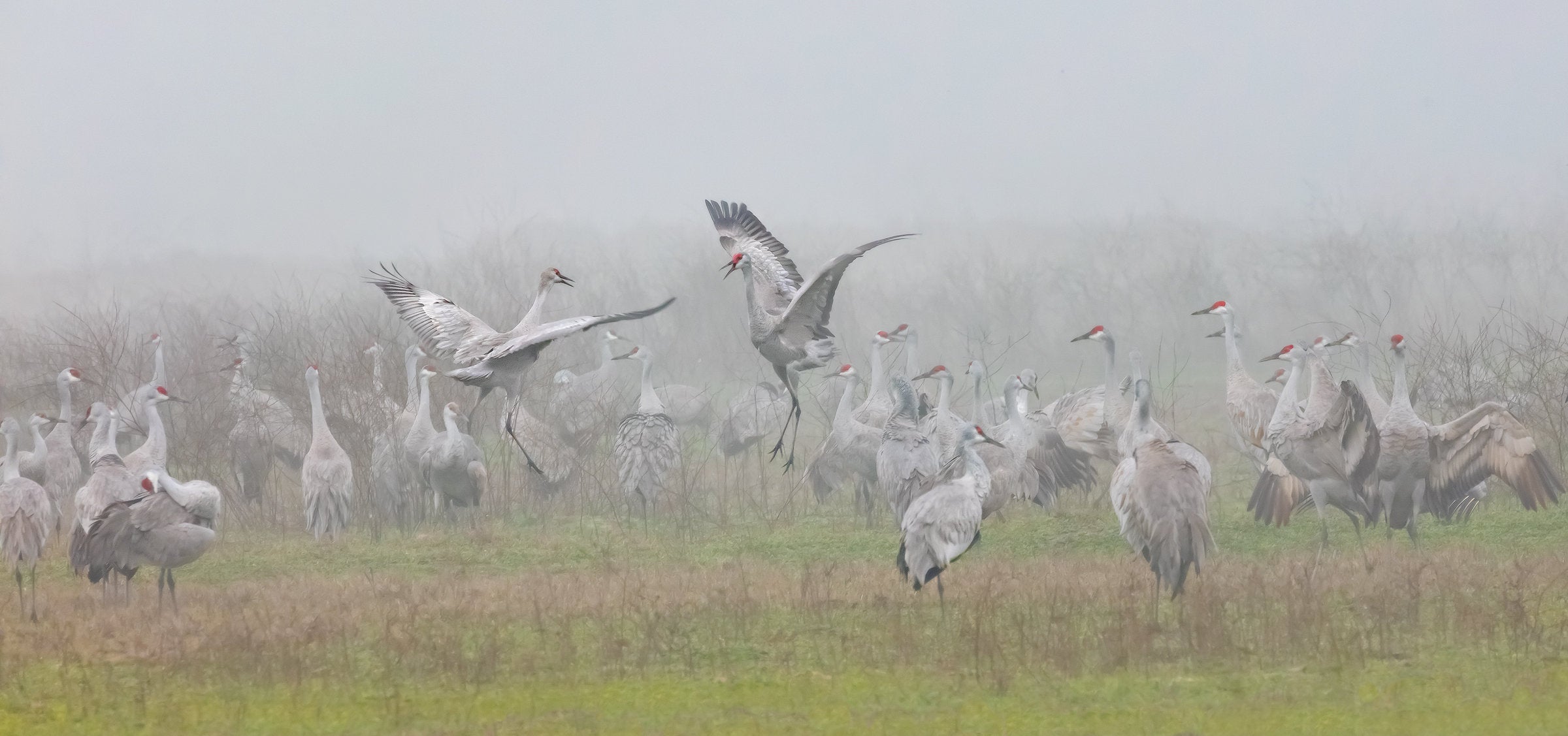 Sandhill Crane Pastoral