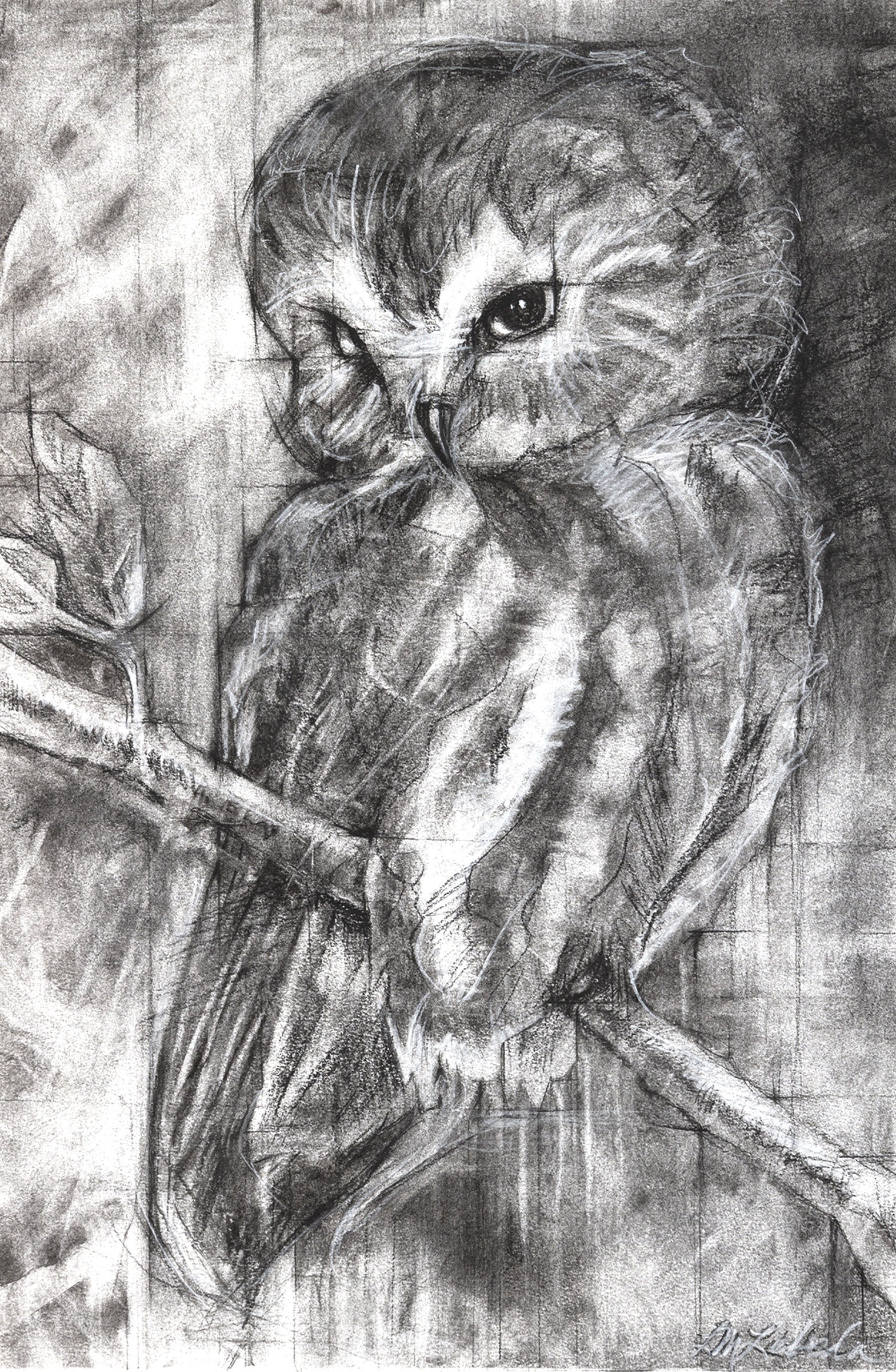 Northern Saw-Whet Owl