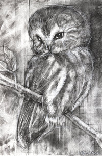 Northern Saw-Whet Owl
