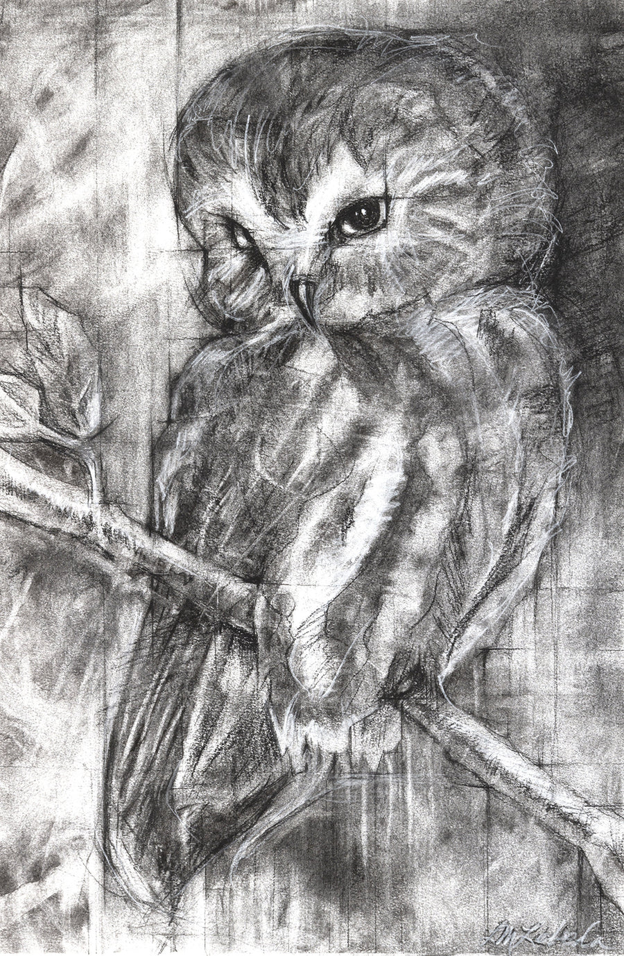 Northern Saw-Whet Owl