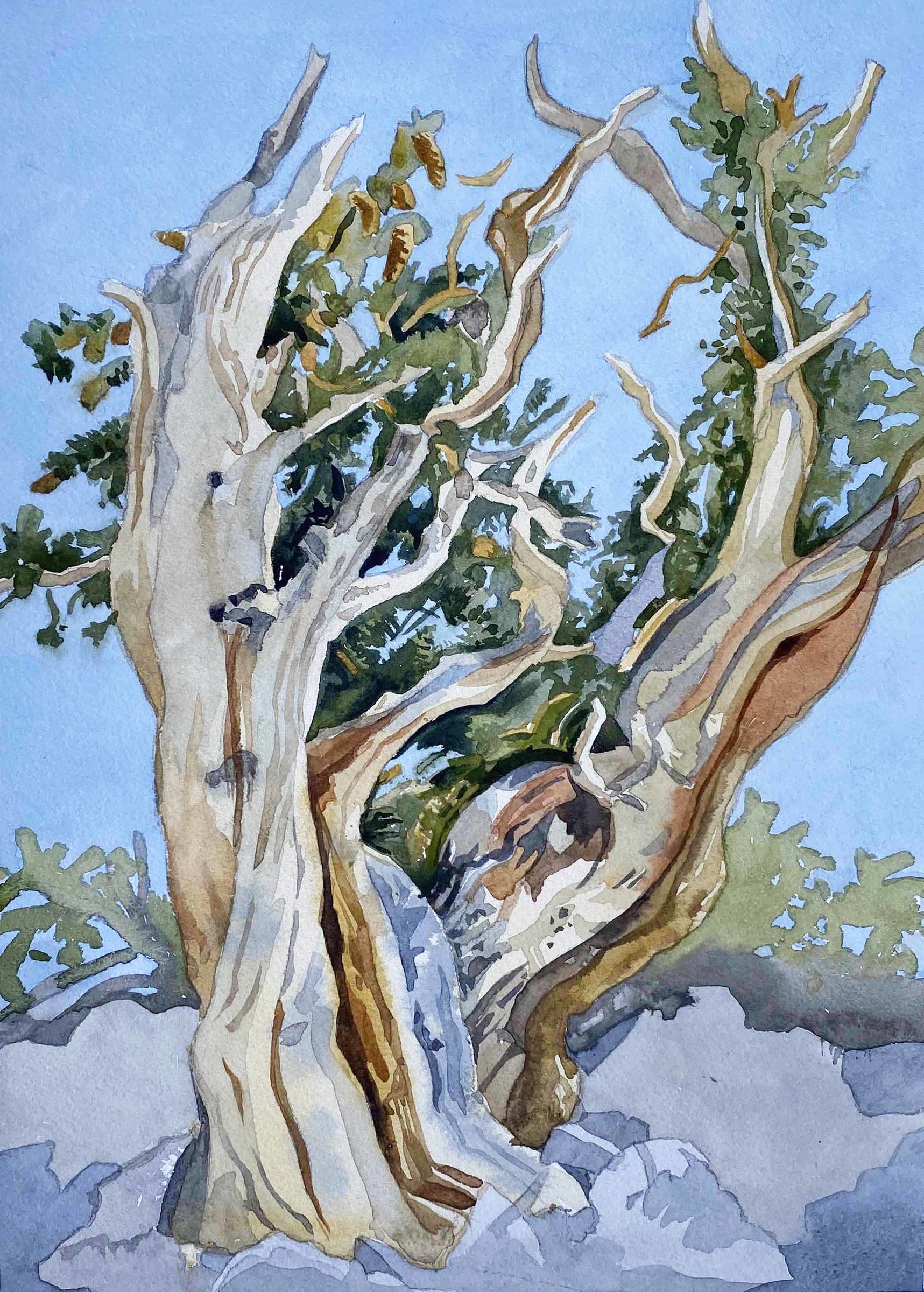 Great Basin Bristlecone
