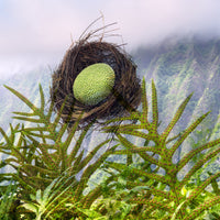 Laua'e Fern