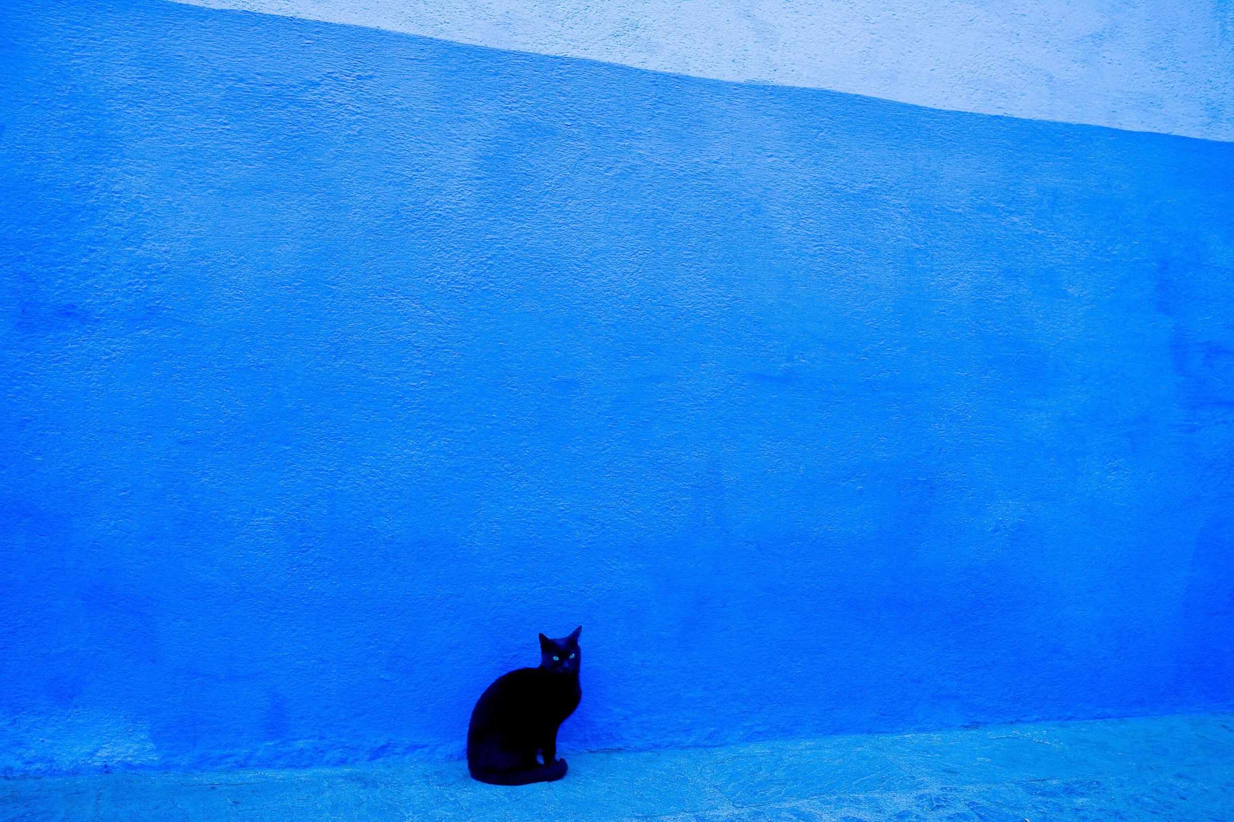 Black Cat, Blue Wall, Morocco