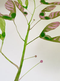 Love Helicopter Seed Pods