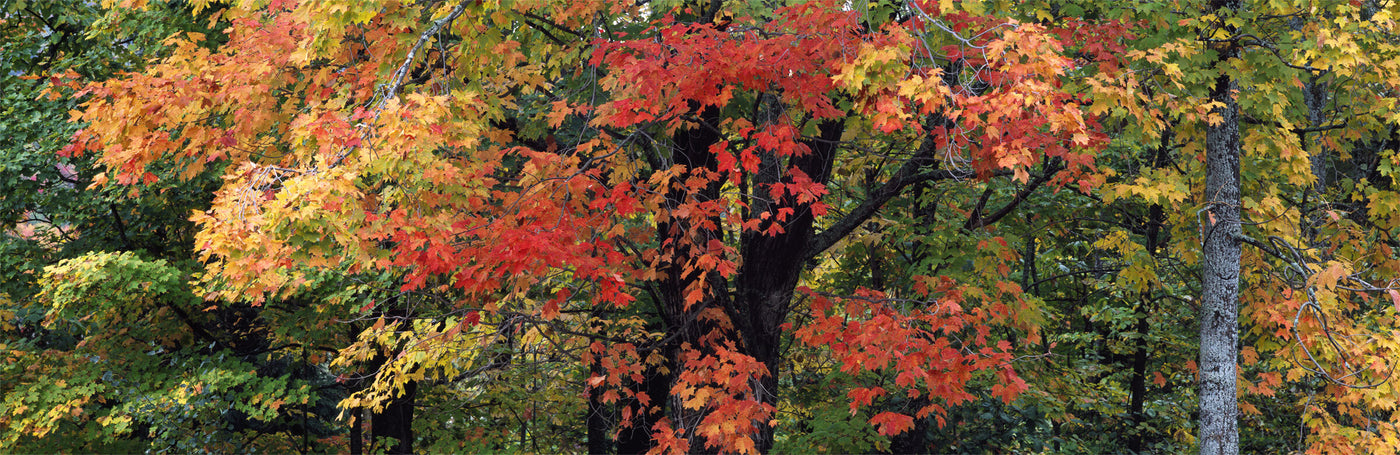 New England Maples