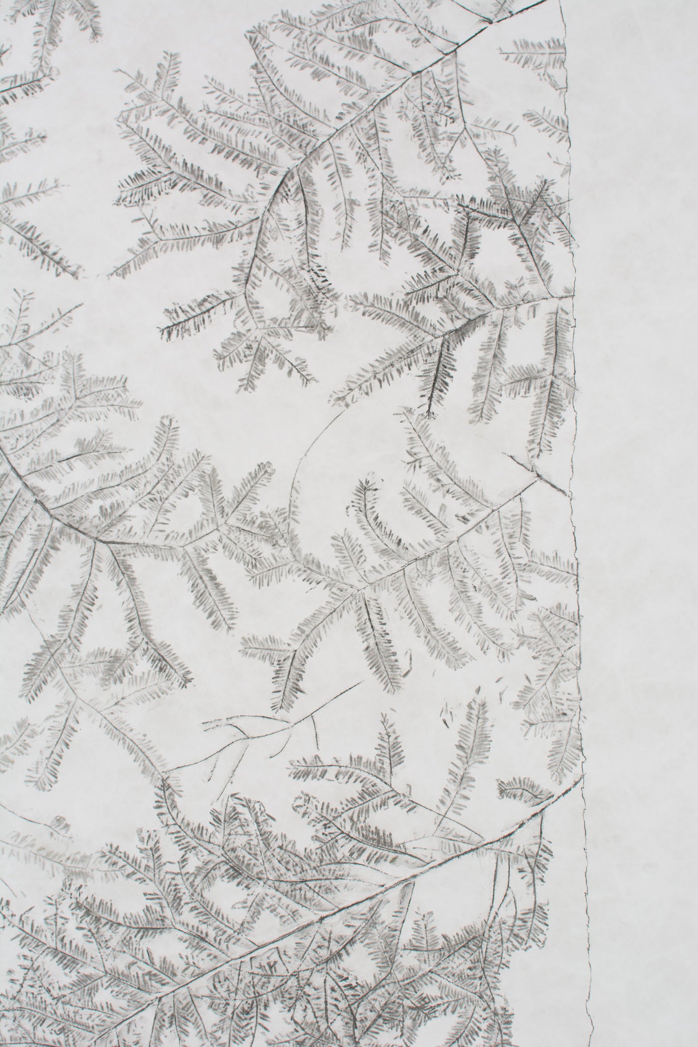 Eastern Hemlock