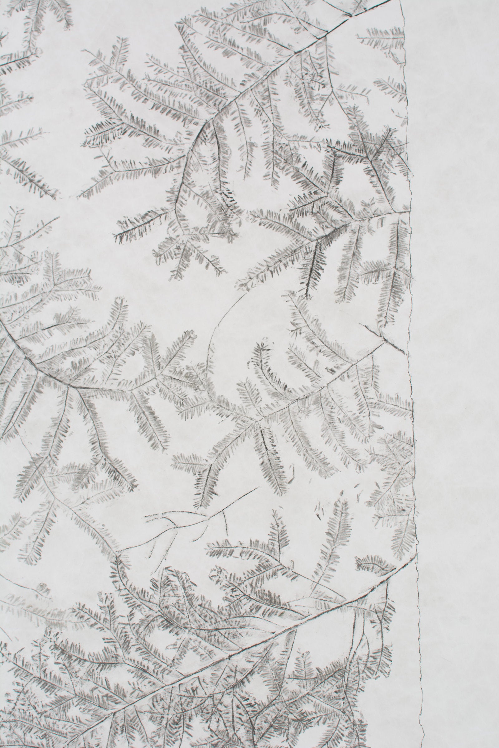 Eastern Hemlock