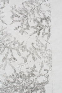 Eastern Hemlock