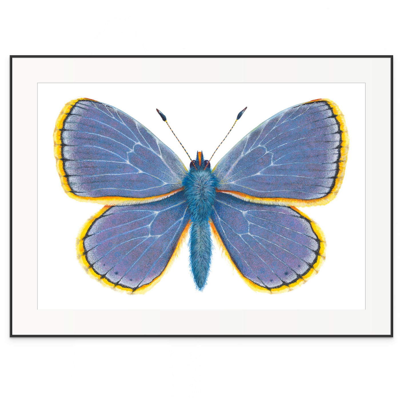 Common Blue Butterfly -  Polyommatus Icarus