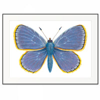 Common Blue Butterfly -  Polyommatus Icarus