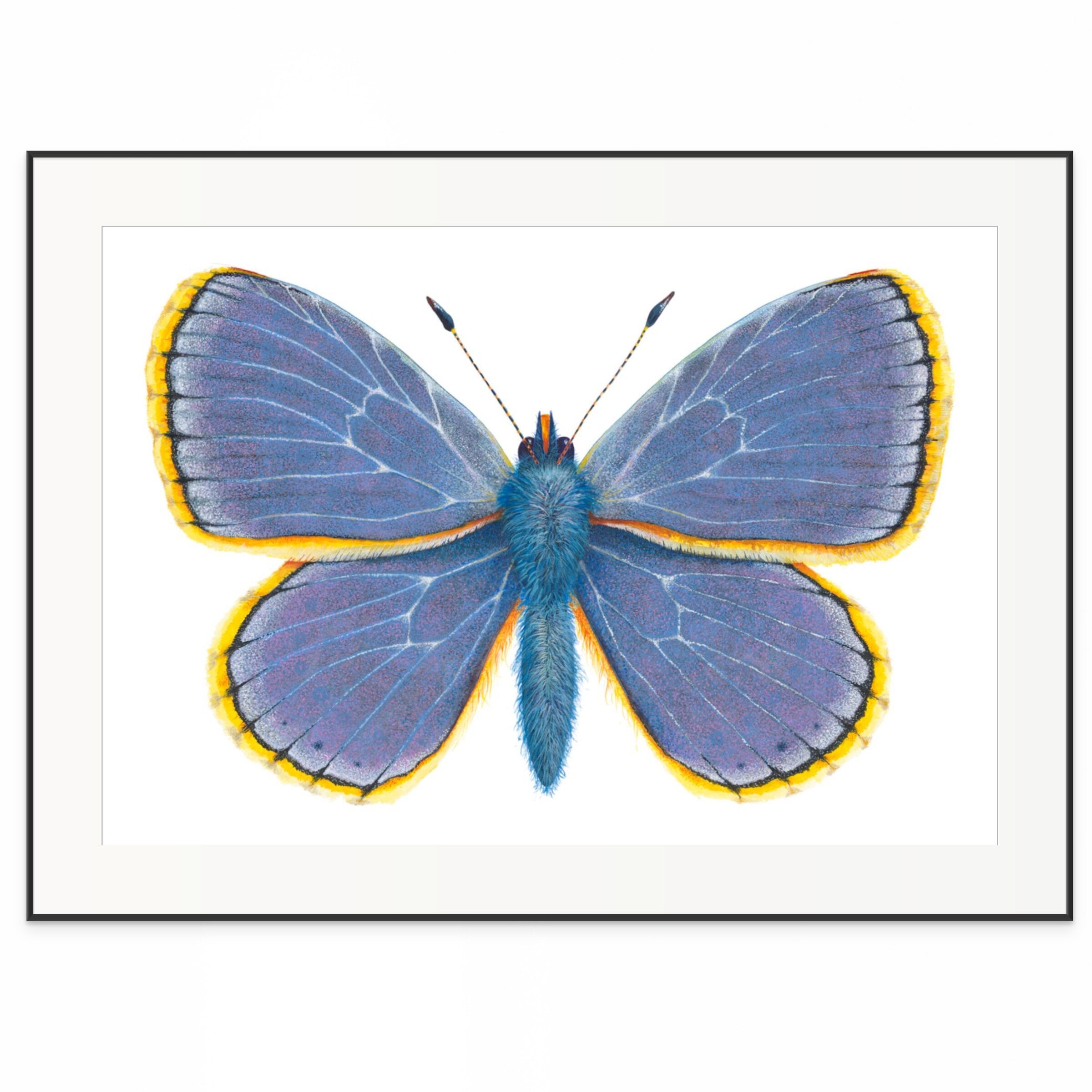 Common Blue Butterfly -  Polyommatus Icarus