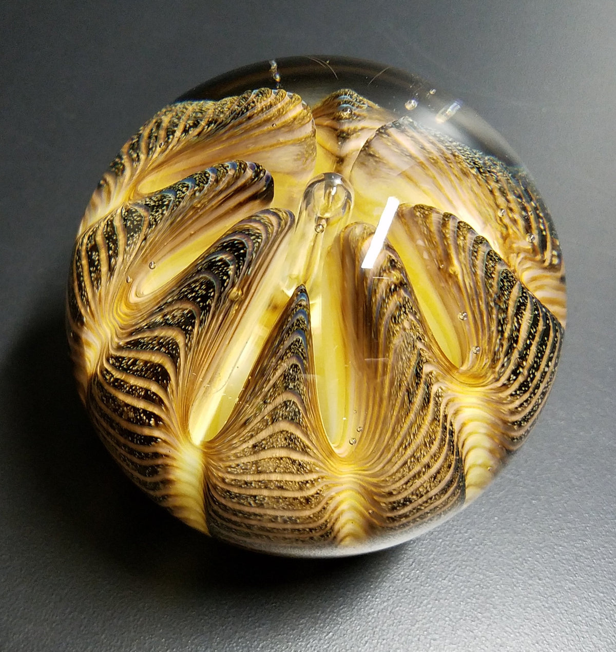 Tiger Urchin