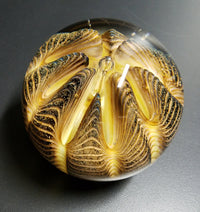 Tiger Urchin