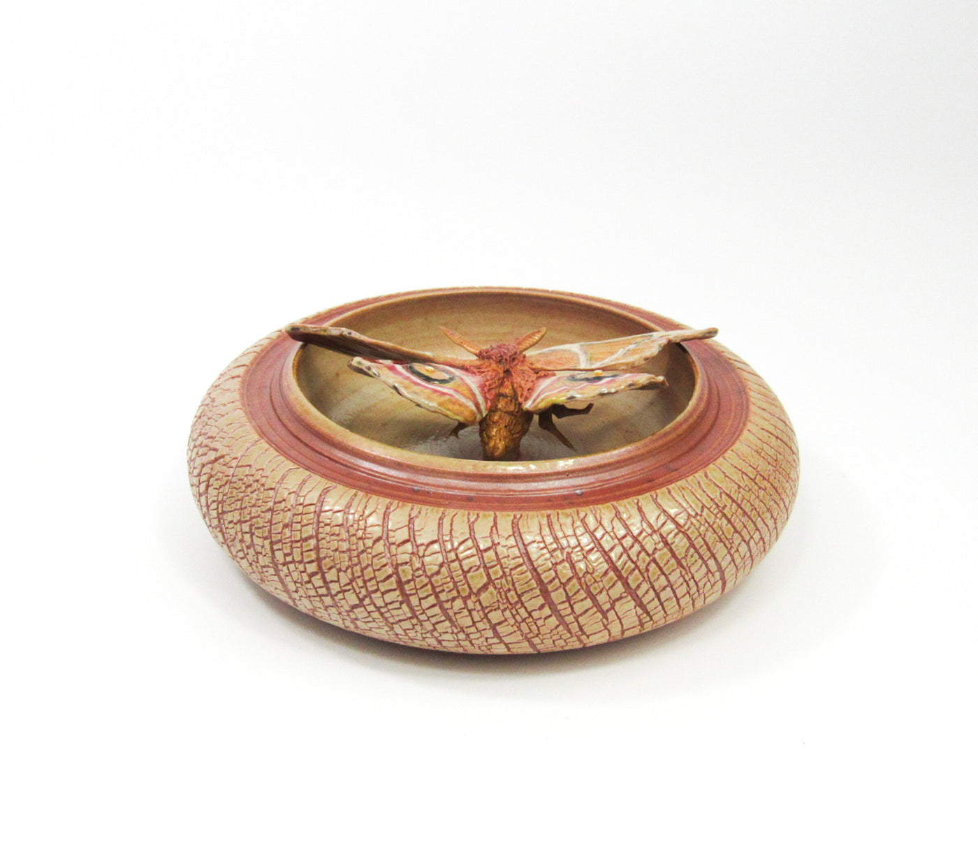 Bullseye Moth (Antherina Suraka)