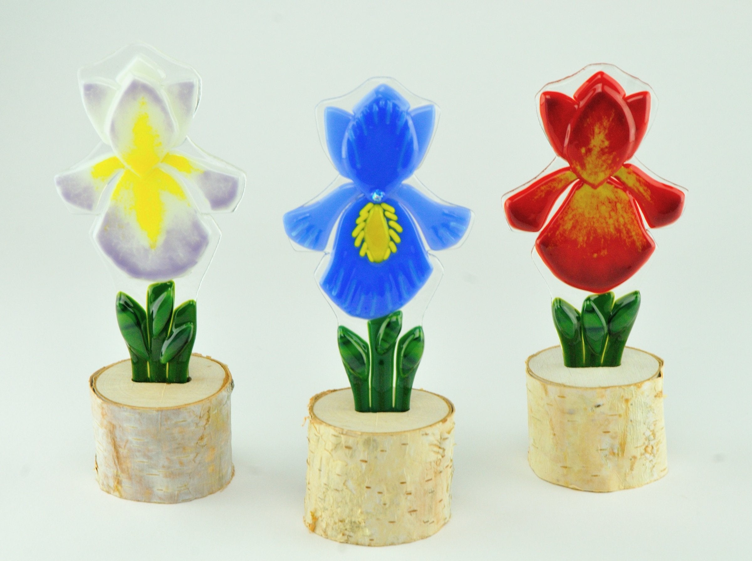 Garden Iris Trio