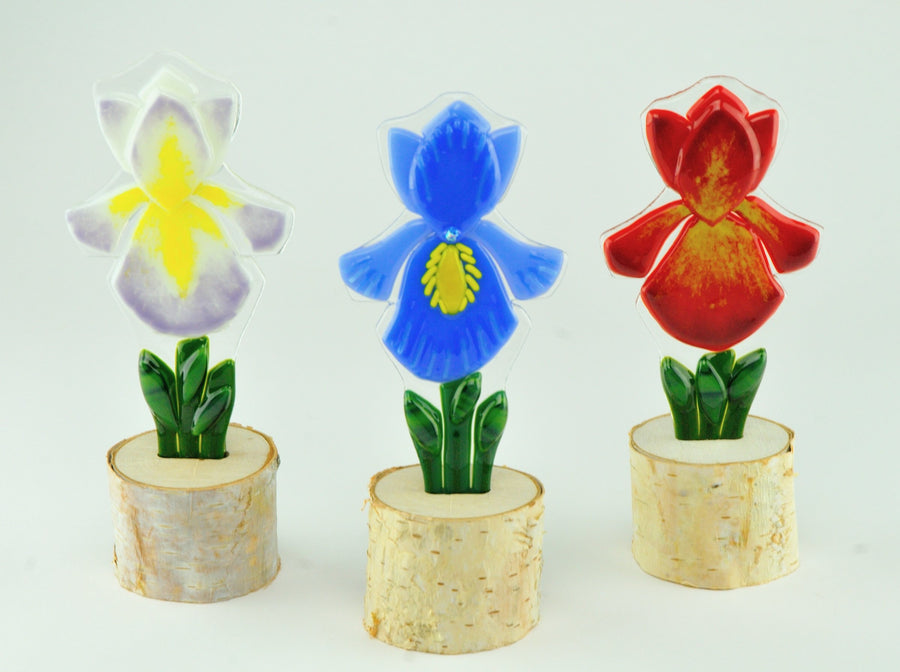 Garden Iris Trio | Photo by Juliana Gomien