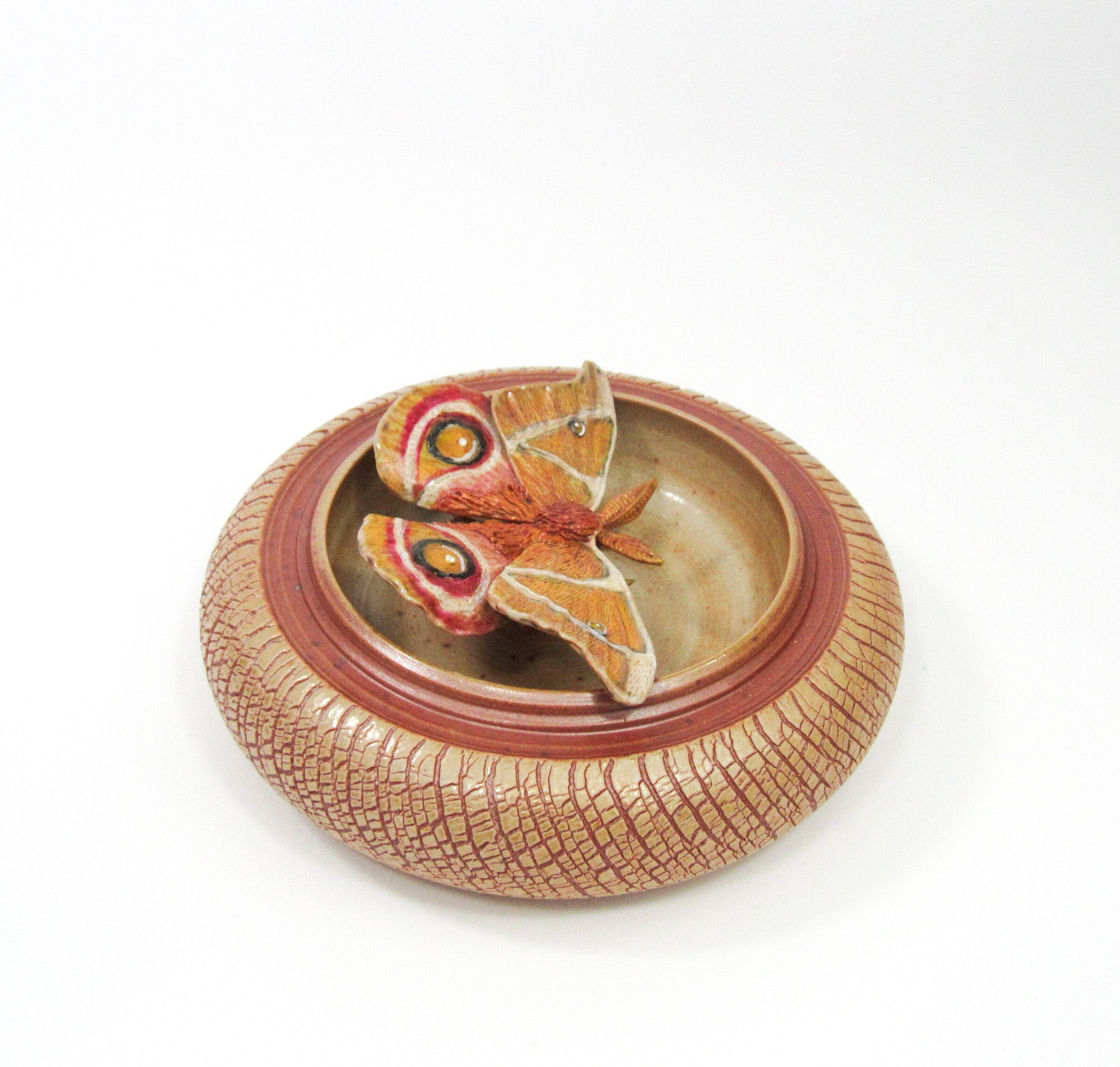 Bullseye Moth (Antherina Suraka)