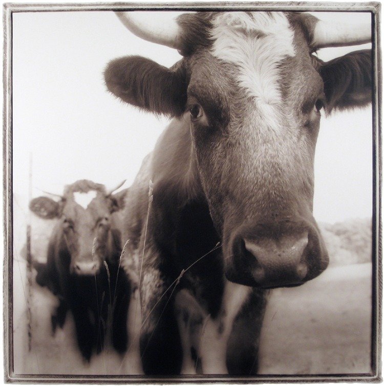 Red Durhams, 2001