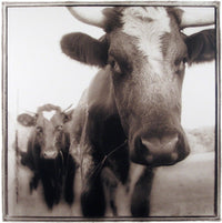 Red Durhams, 2001