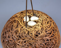 Nest with Song Bird