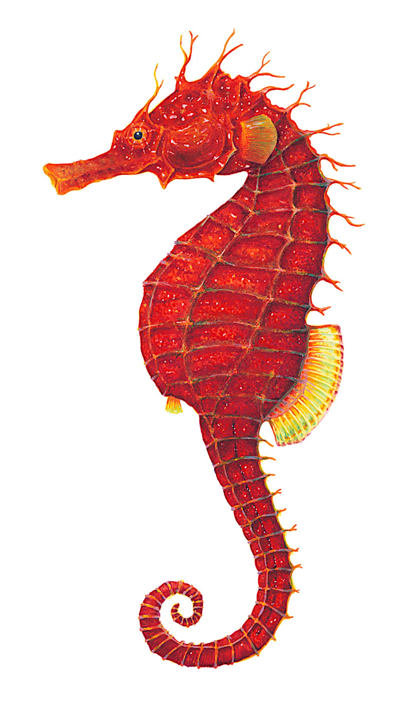Red Seahorse - Hippocampus Guttulatus