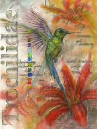 Long Tailed Sylph Hummingbird