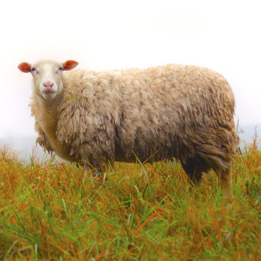 Grass Fed I - Listening