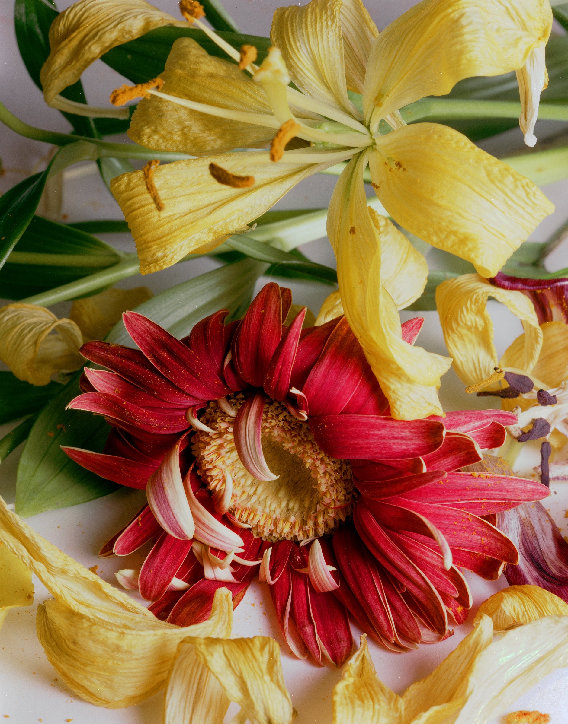 Wilted Flowers