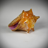 Golden Sunset Shell